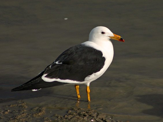 Olrog's Gull © Pablo Petracci