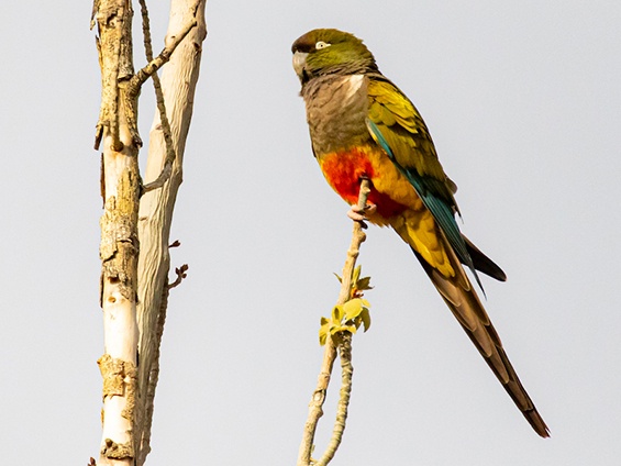 Galerías Birding Eastern Patagonia & Puerto Madryn 565x424