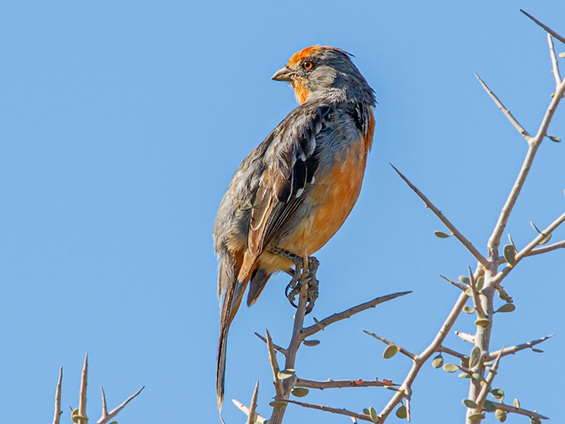 Galerías Birding Eastern Patagonia & Puerto Madryn 565x424