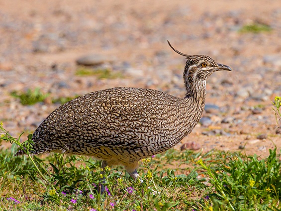 Elegant Crested Tinamou © Esteban Daniels
