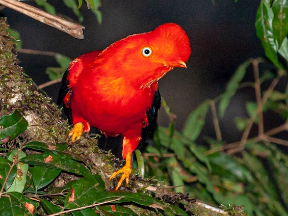 Galería Birding Bolivia 565x424