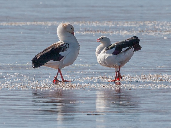 Galería Birding Argentina's Northwest 565x424