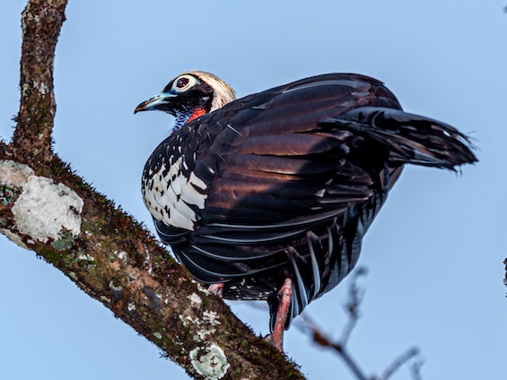 Galería Birding Argentina's Northeast 565x424