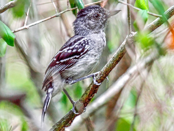 Galería Birding Bolivia 565x424