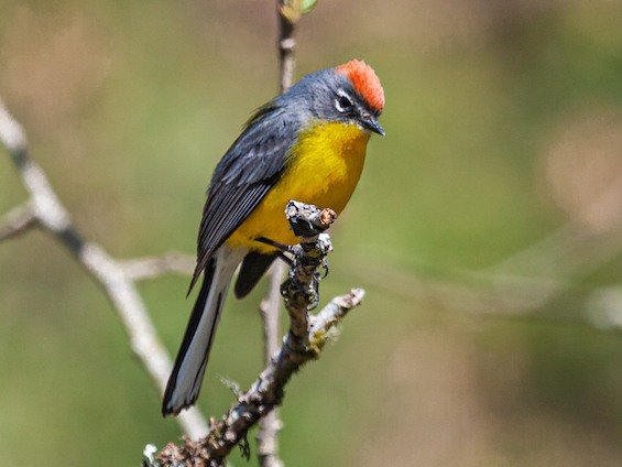 Galería Birding Argentina's Northwest 565x424