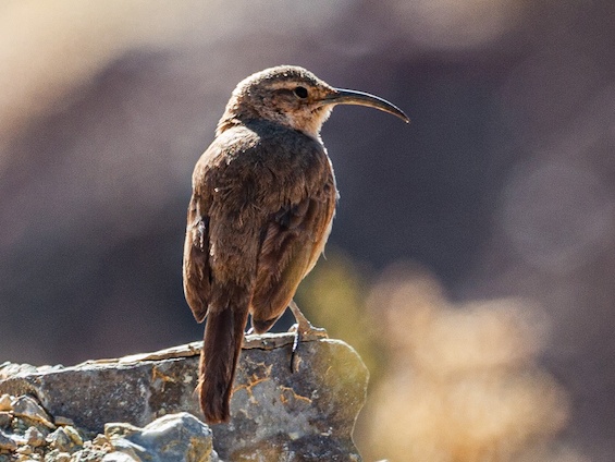Galería Birding Argentina's Northwest 565x424