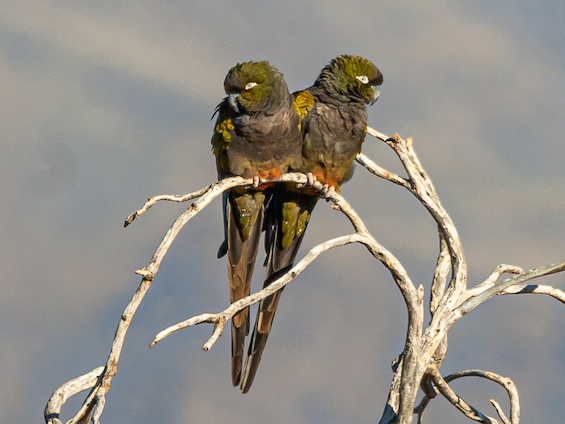 Galería Birding Argentina's Northwest 565x424