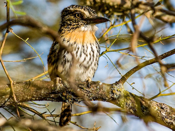 Galería Birding Arg. Córdoba and Pampas & BA's Central Hills 565x424