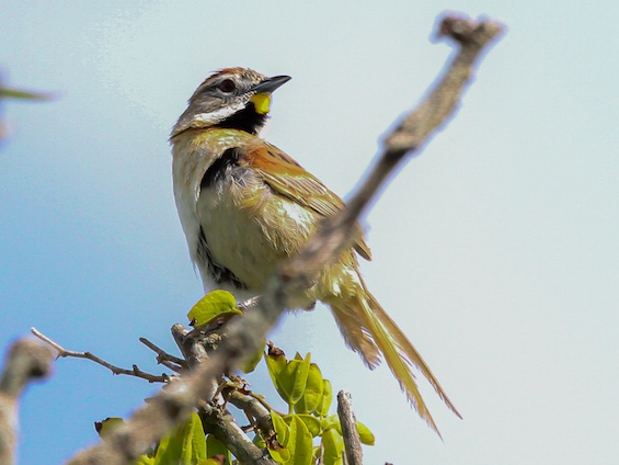 Galería Birding Arg. Córdoba and Pampas 565x424