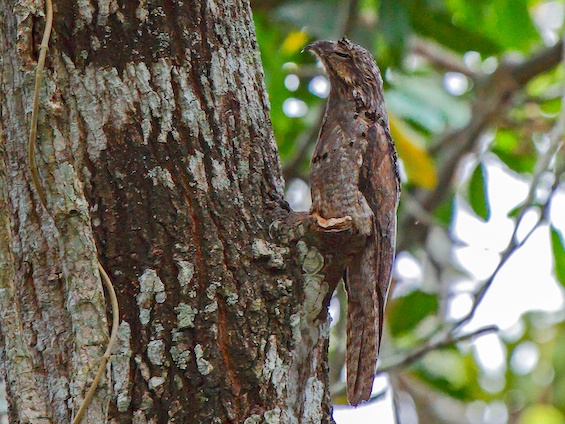 Galería Birding Bolivia 565x424