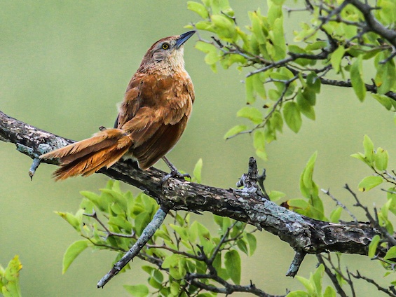 Galería Birding Arg. Córdoba and Pampas 565x424
