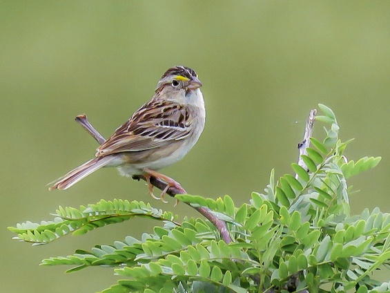 Galería Birding Arg. Córdoba and Pampas 565x424