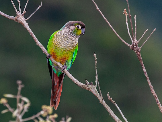 Galería Birding Bolivia 565x424