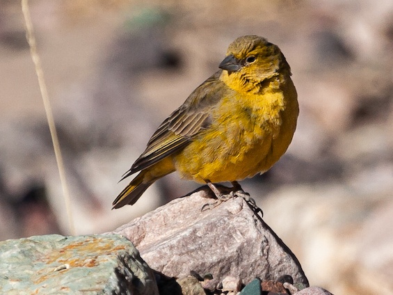Galería Birding Argentina's Northwest 565x424