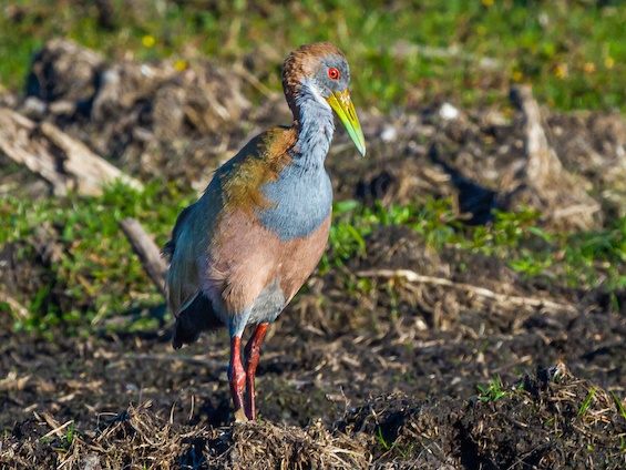 Galería Birding Argentina's Northeast 565x424