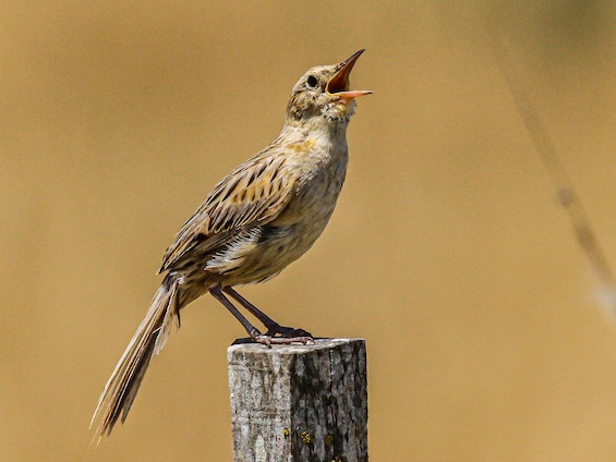 Galería Birding Arg. Córdoba and Pampas 565x424