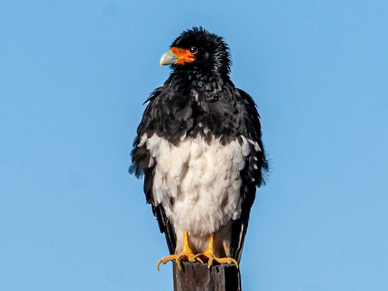Galería Birding Argentina's Northwest 565x424