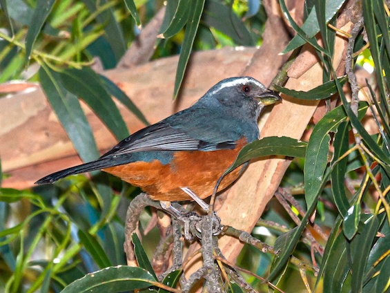 Galería Birding Bolivia 565x424