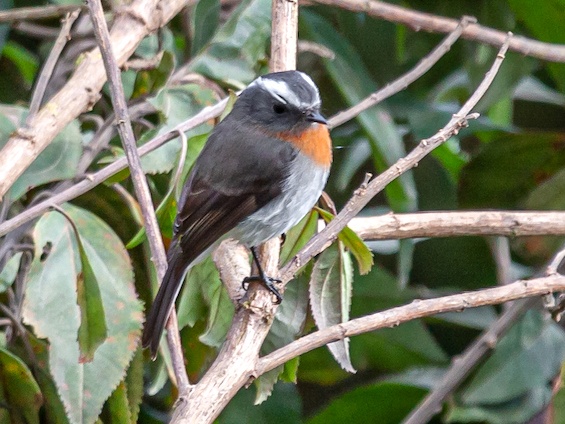 Galería Birding Bolivia 565x424