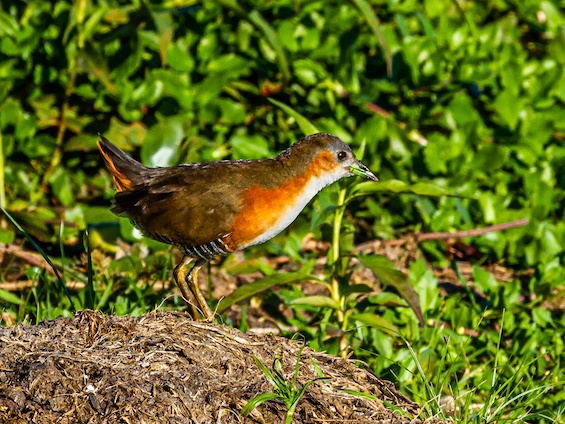 Galería Birding Argentina's Northeast 565x424