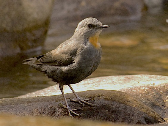 Galería Birding Argentina's Northwest 565x424