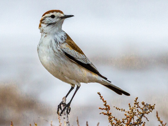 Galería Birding Arg. Córdoba and Pampas & BA's Central Hills 565x424