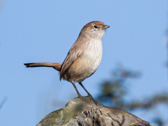 Galería Birding Argentina's Northwest 565x424