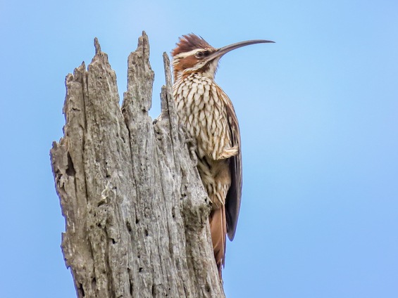 Galería Birding Arg. Córdoba and Pampas 565x424