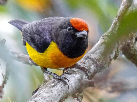 Galería Birding Bolivia 565x424