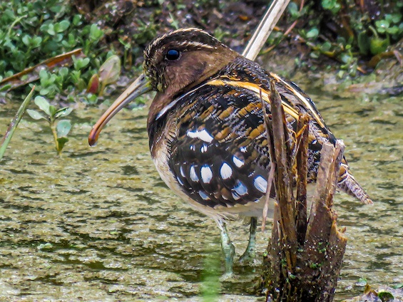 Galería Birding Arg. Córdoba and Pampas 565x424
