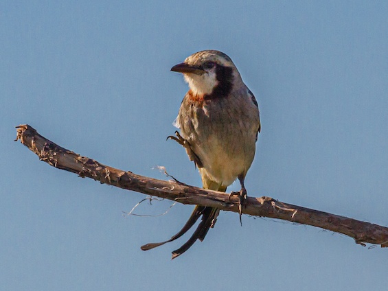 Galería Birding Argentina's Northeast 565x424
