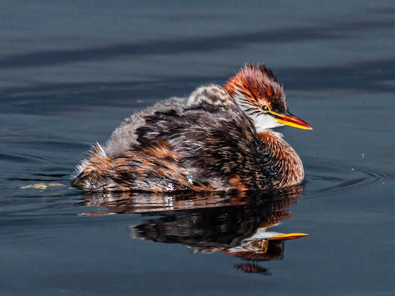 Galería Birding Bolivia 565x424