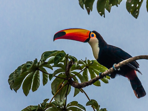 Galería Birding Argentina's Northeast 565x424
