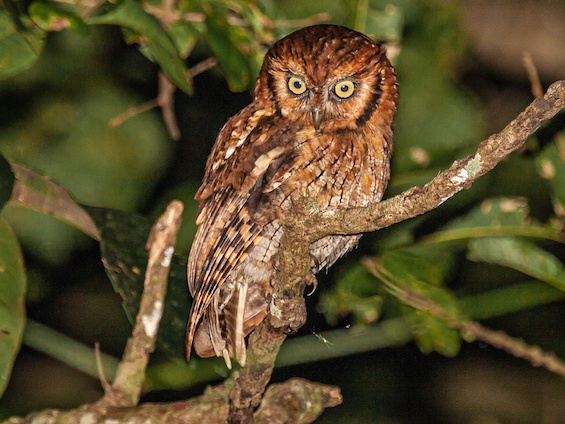 Galería Birding Argentina's Northeast 565x424