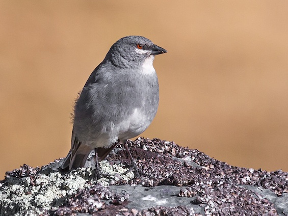 Galería Birding Bolivia 565x424