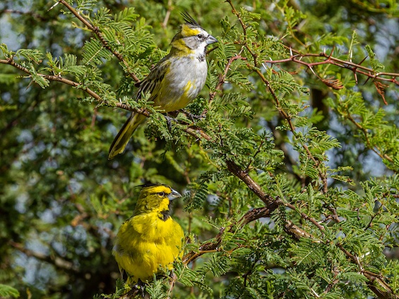 Galería Birding Argentina's Northeast 565x424