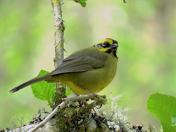 Galería Birding Argentina's Northwest 565x424