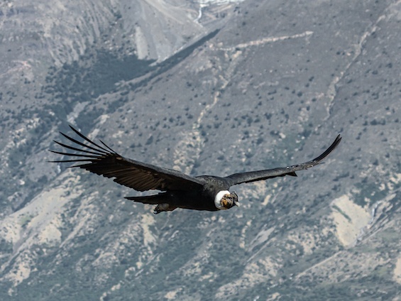 Galería Birding SW Patagonia and TdF 565x424