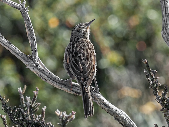 Galería Birding SW Patagonia and TdF 565x424
