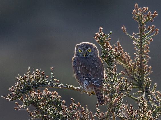 Galería Birding SW Patagonia and TdF 565x424