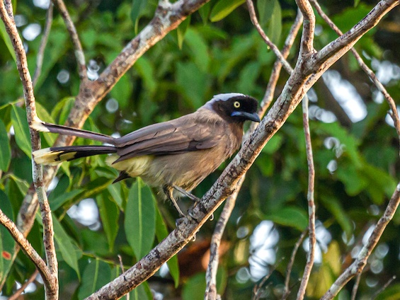Galería Birding Colombia Andes to Orinoco 565x424