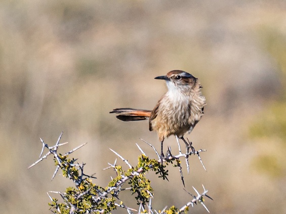 Galería Birding Eastern Patagonia 565x424