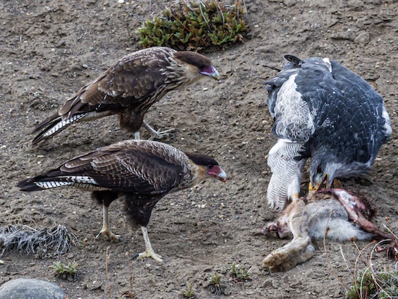 Galería Wildlife SW Patagonia 565x424