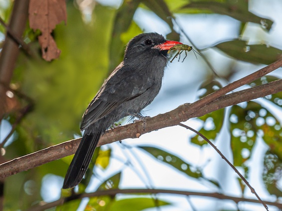 Galería Birding Pantanal & Cerrado 565x424