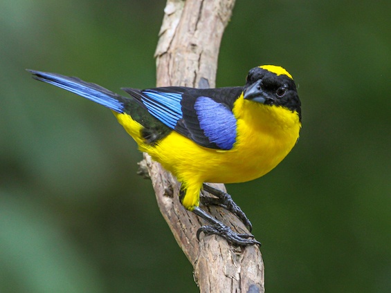Galería Birding Colombia Andes to Orinoco 565x424