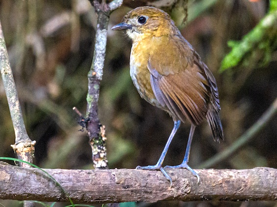 Galería Birding Colombia Andes to Orinoco 565x424