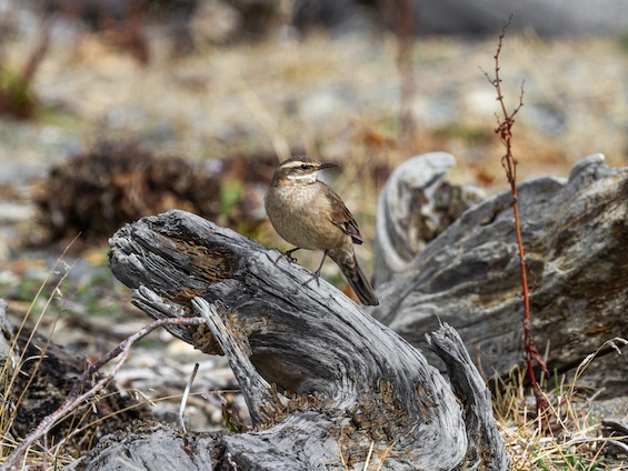 Galería Photographing Patagonia's Wilderness 565x424