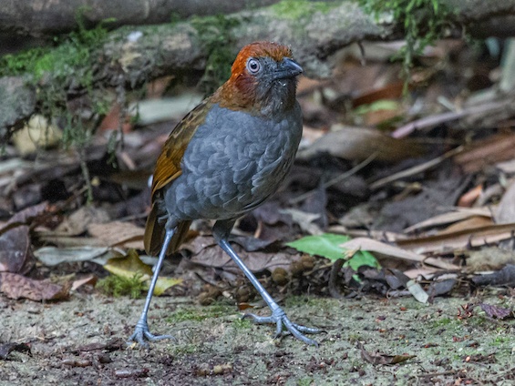 Galería Birding Colombia Andes to Santa Marta 565x424