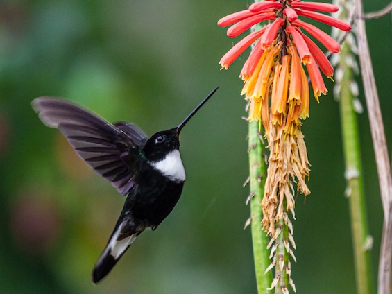 Galería Birding Colombia Andes to Orinoco 565x424