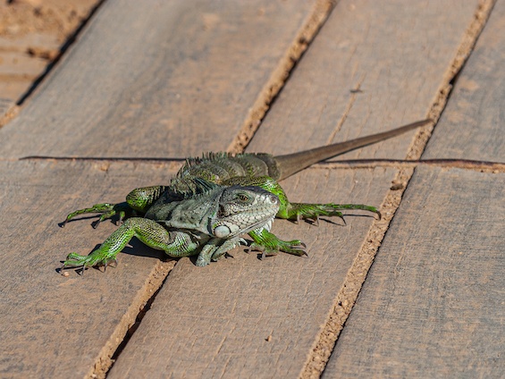 Galería Wildlife Pantanal & Cerrado 565x424